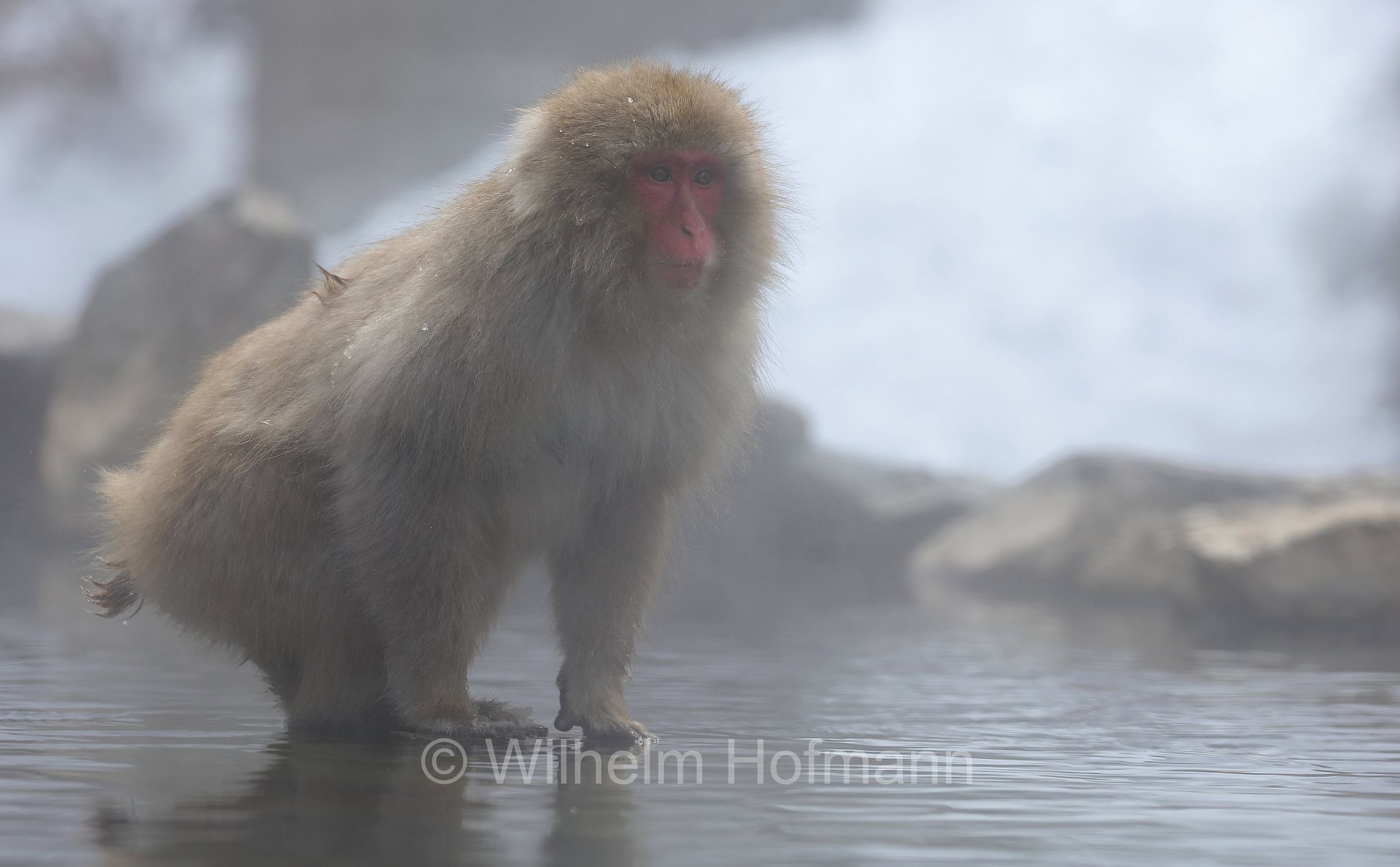 Japanese macaque, snow monkey, Nihonzaru, Japanmakak, Schneeaffe, Rotgesichtsmakake, macaco giapponese, macaco dalla faccia rossa, Macaca fuscata, Jigokudani Monkey Park, Jigokudani Yaen Kōen, Parco delle scimmie di Jigokudani, Nagano, Japan, Giappone