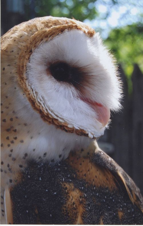 Maggie - Barn Owl