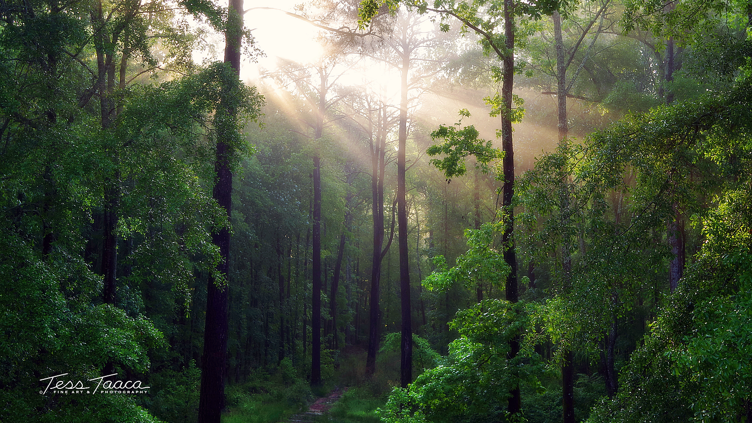 Artwork Of Tess Taaca