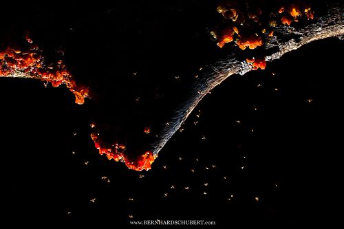 Drosophila sp. - Fruit flies