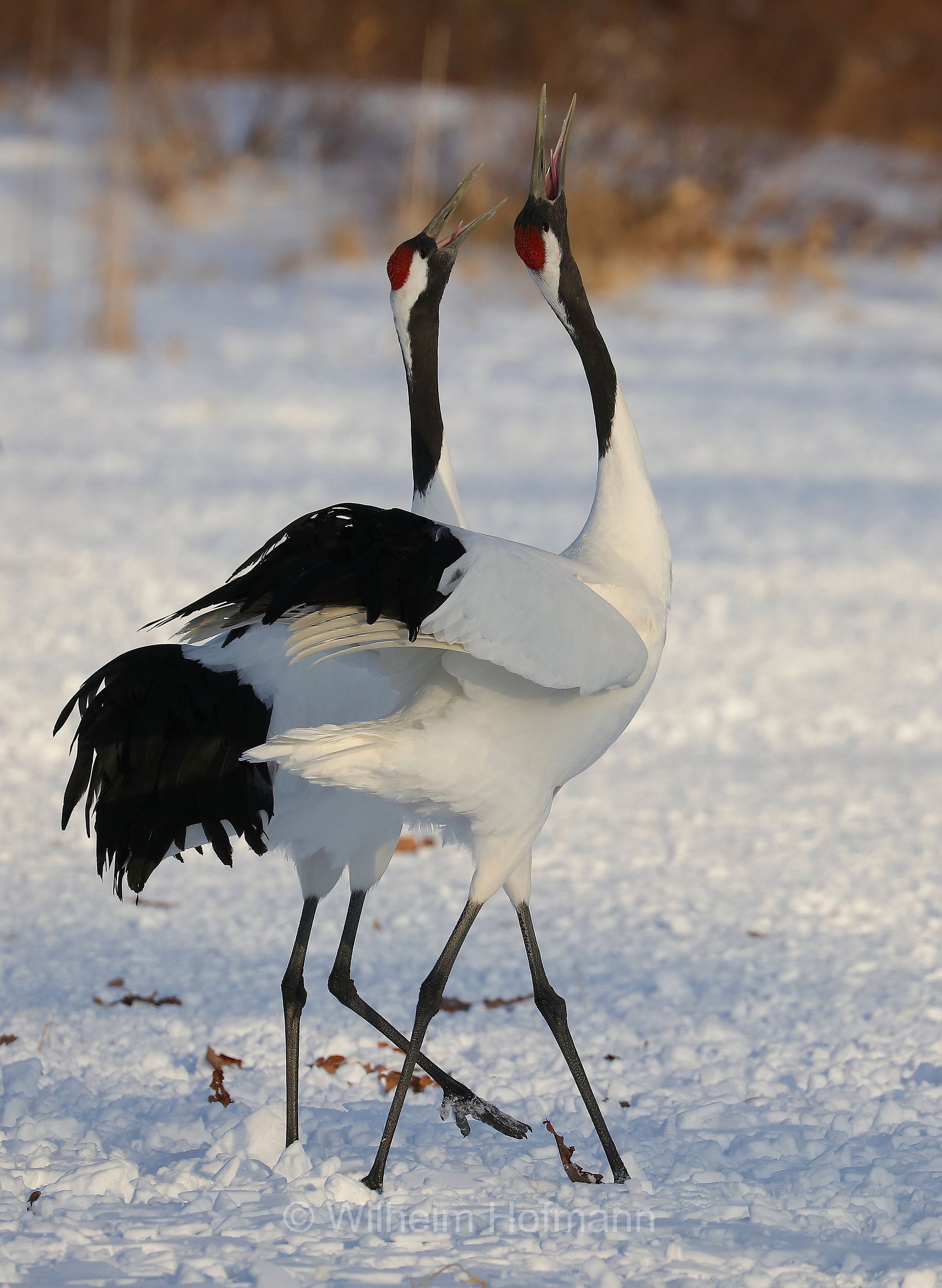 red-crowned crane, Manchurian crane, Mandschurenkranich, Rotkronenkranich, gru della Manciuria, Grus japonensis, Tsurumidai, Tsurumidai Plain, Hokkaidō, Hokkaido, Japan, Giappone