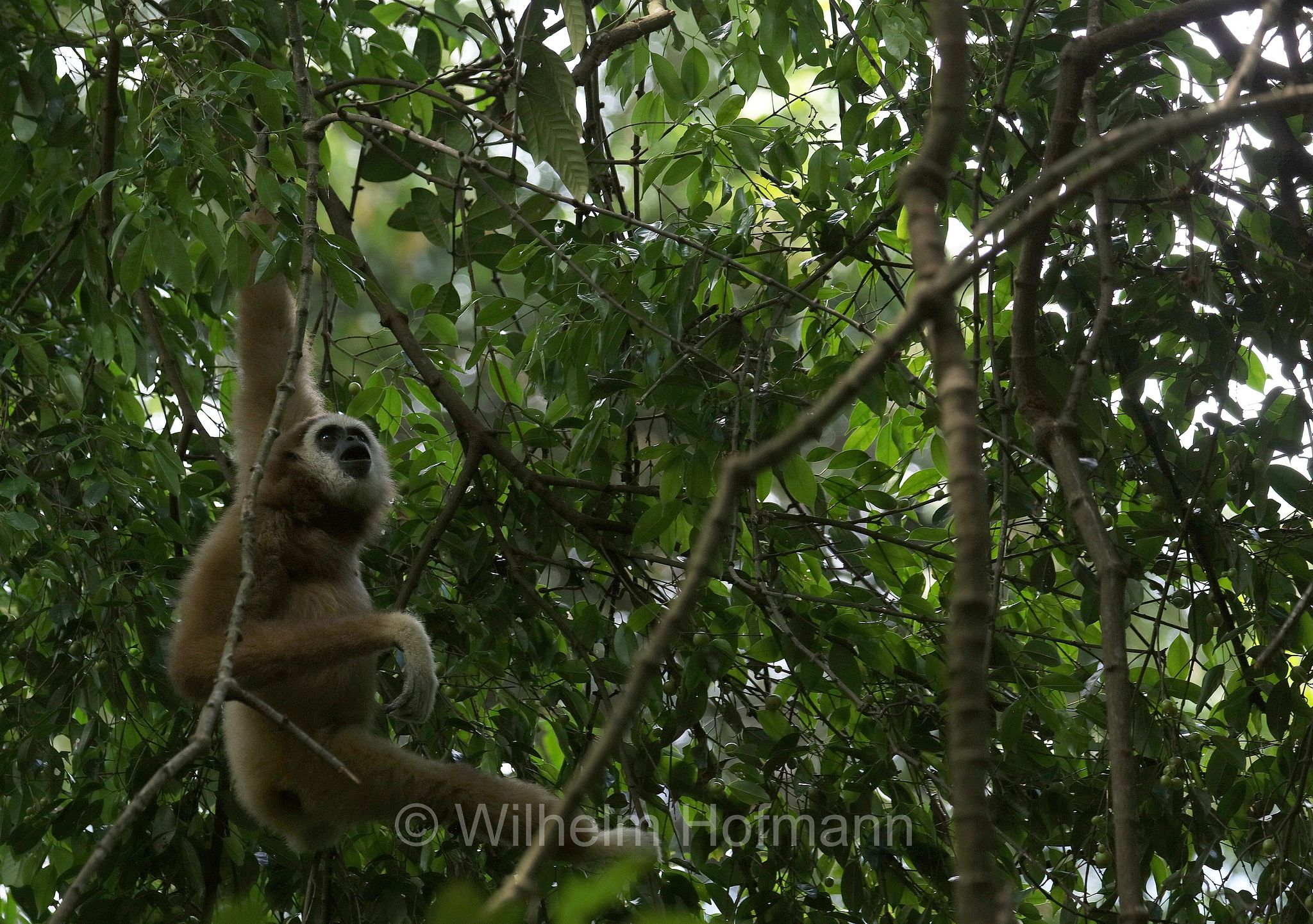 lar gibbon, white-handed gibbon, Weißhandgibbon, Lar, gibbone dalle mani bianche, lar, gibbone lar, Gunung Leuser National Park, Nationalpark Gunung Leuser, parco nazionale di Gunung Leuser, Bukit Lawang, Sumatra, Indonesia, Indonesien