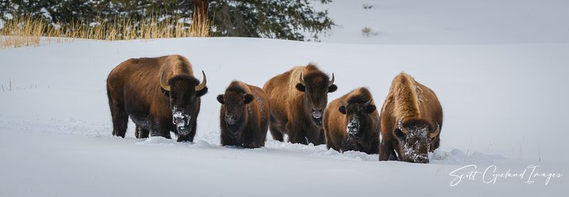 Yellowstone National Park