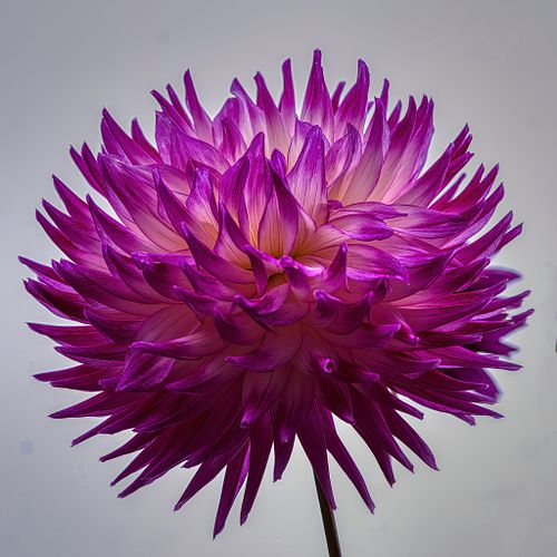 Flowers Of The Northwest