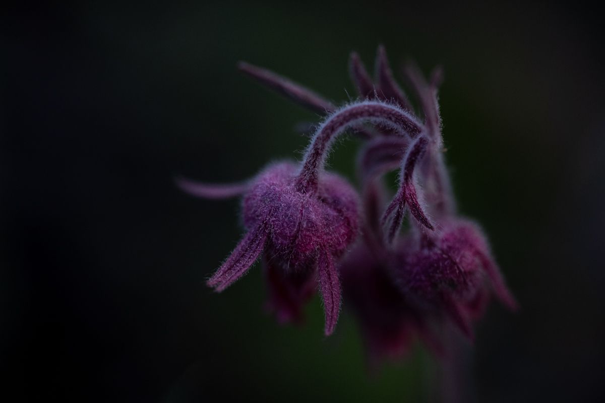 Wildflower in Waterton