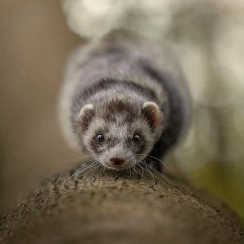 Alle dieren zijn welkom!