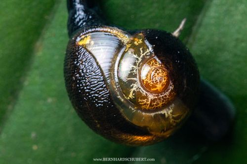 Helicarionidae – Halbnacktschnecke mit Gehäuse