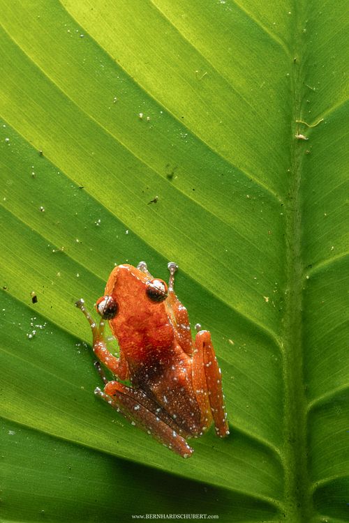 Nyctixalus pictus - Cinnamon tree frog