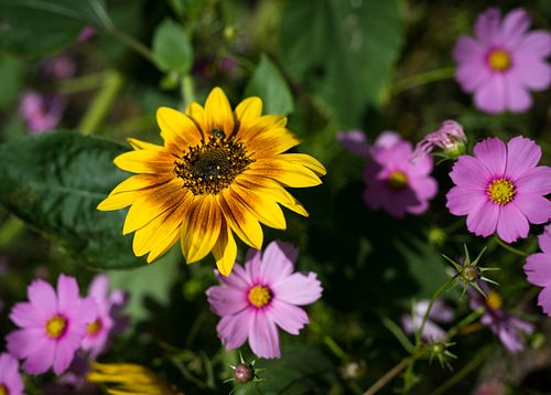 Sonnenblume und Kosmeen im HEKS Garten Burgdorf