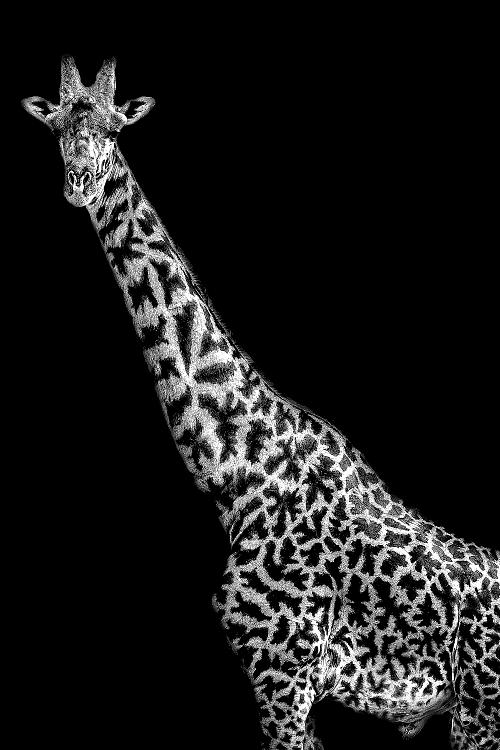 Girafe de Tanzanie en majesté