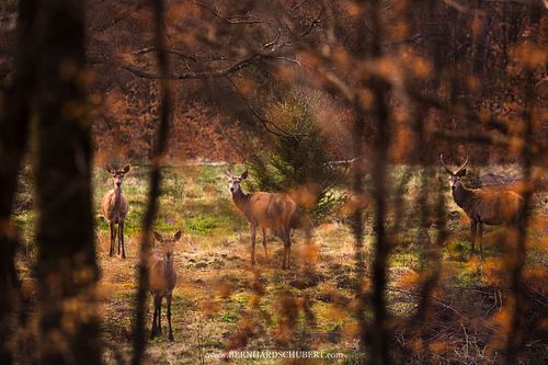 Cervus elaphus - Red deer