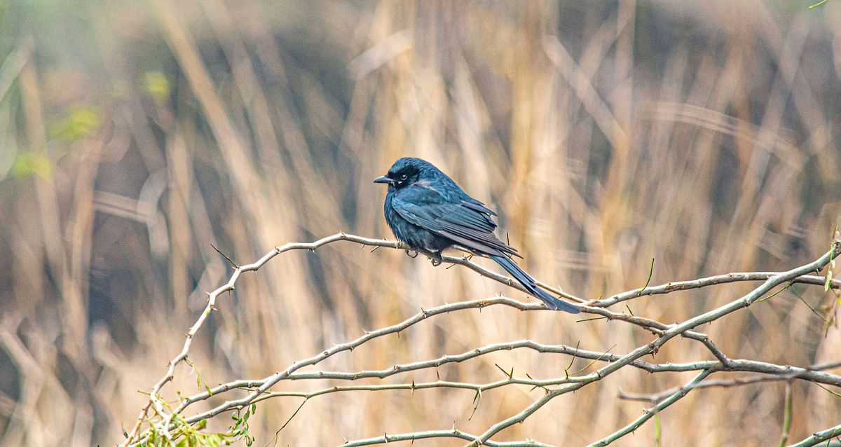Bird, bird photography, forest jungle, macro,