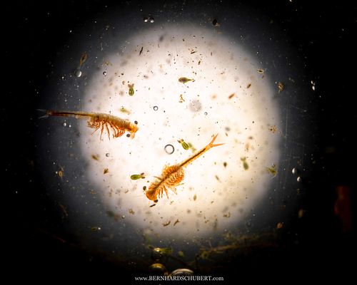 Eubranchipus grubii - Frühlings-Feenkrebs