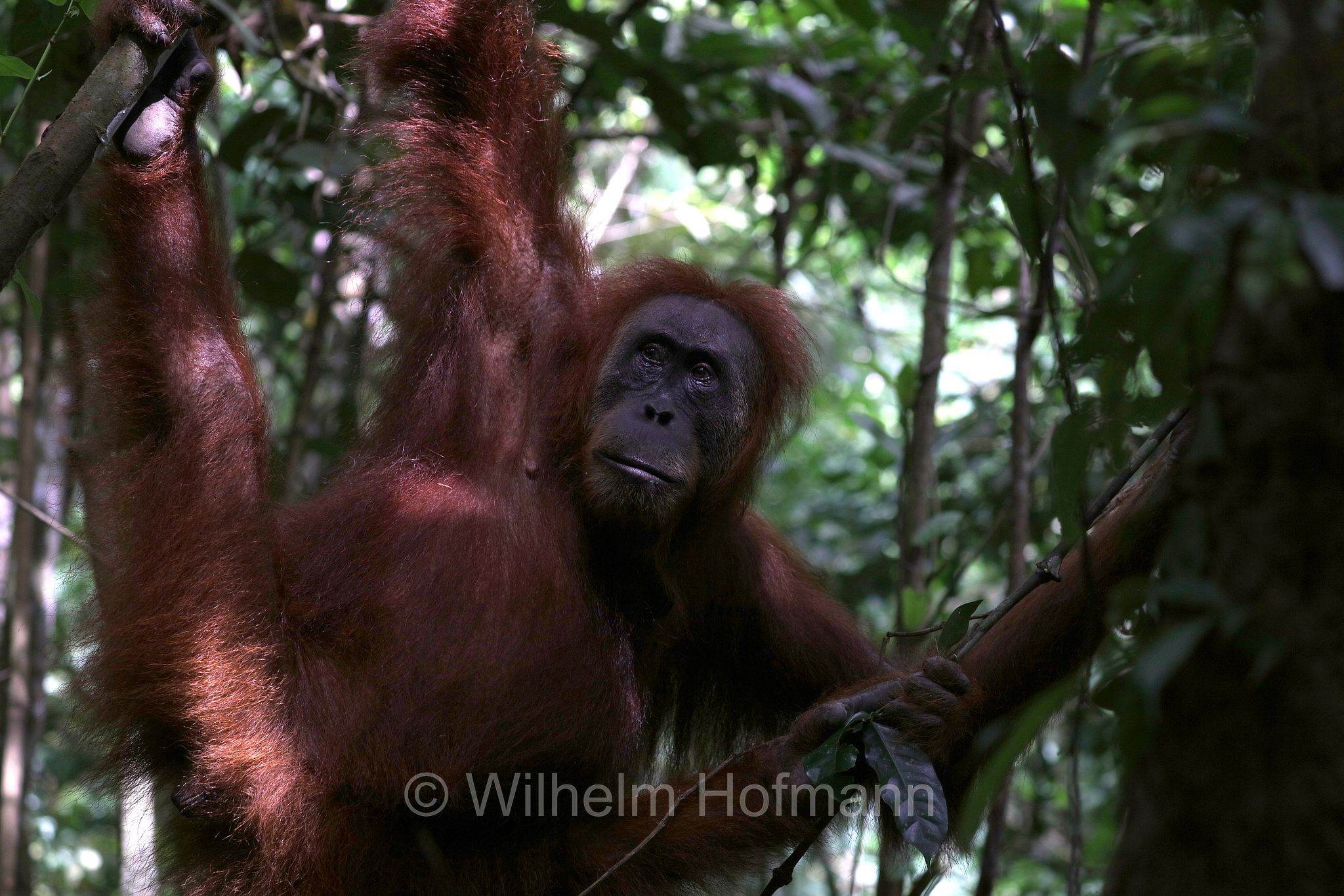 Sumatran orangutan, Sumatra-Orang-Utan, orango di Sumatra, Pongo abelii, Gunung Leuser National Park, Nationalpark Gunung Leuser, parco nazionale di Gunung Leuser, Bukit Lawang, Sumatra, Indonesia, Indonesien