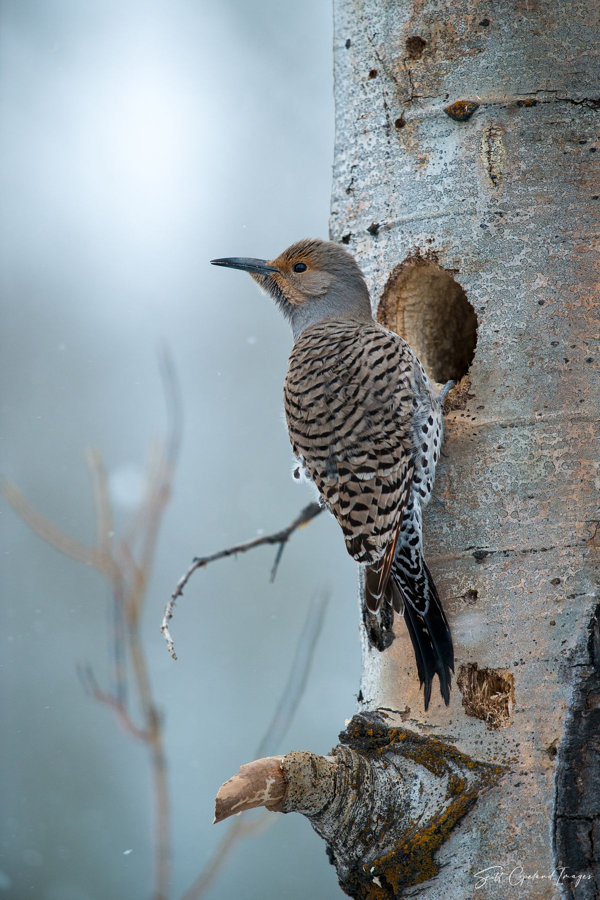 Snowy Flicker
