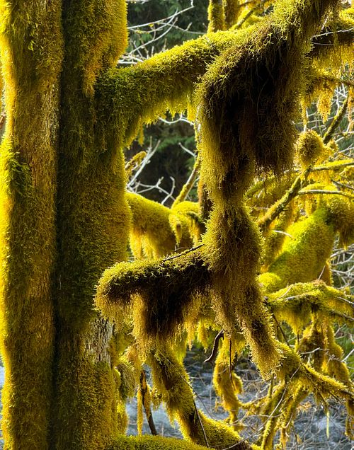 A Moss Covered Tree Branches in the Woods Photograph