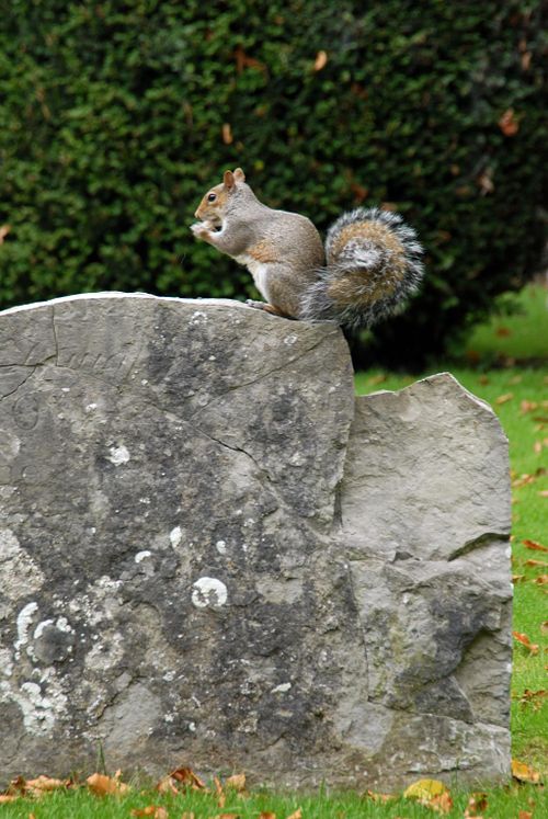 Squirrel on Rock. Stratford, UK.