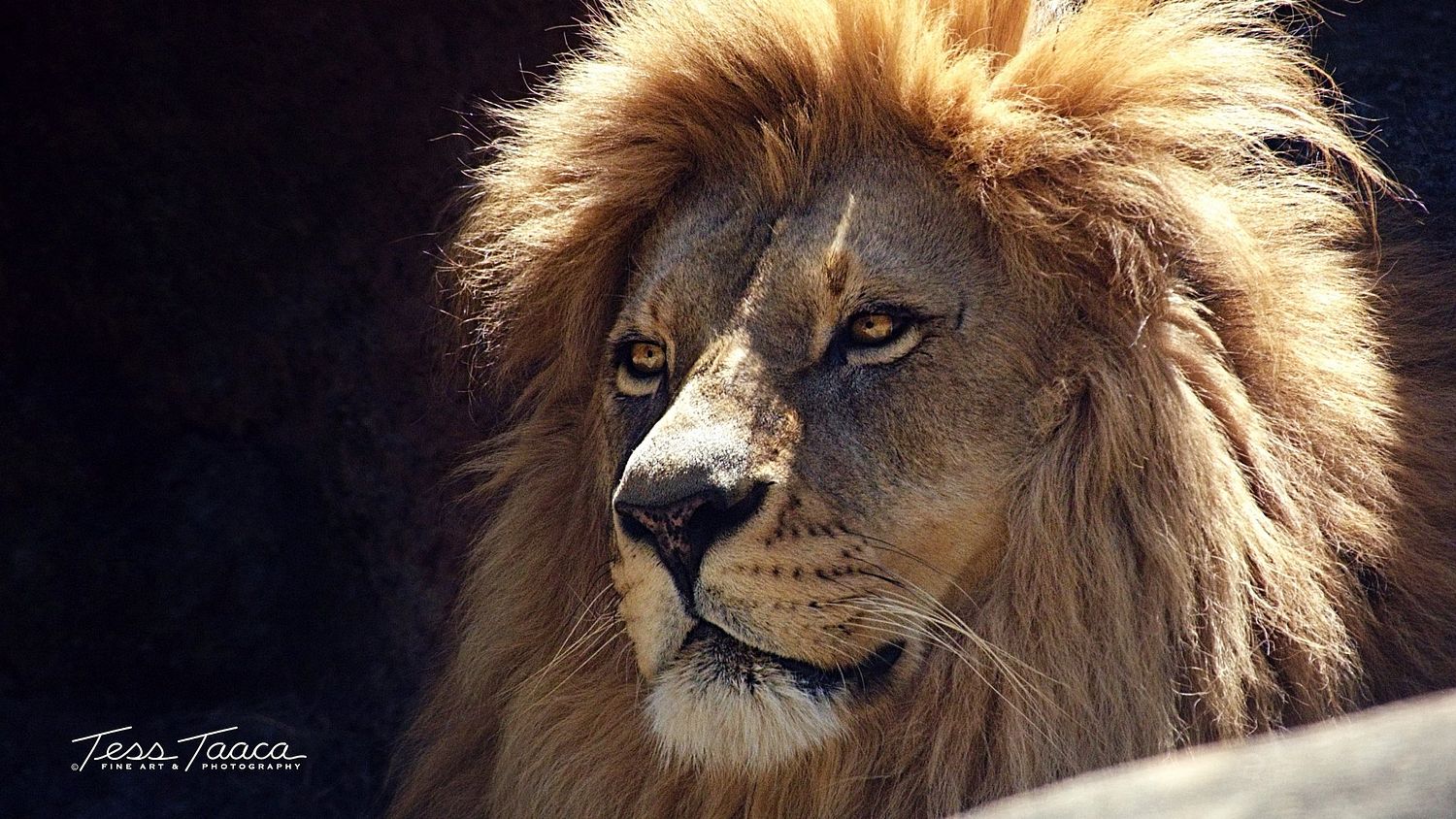 Artwork Of Tess Taaca