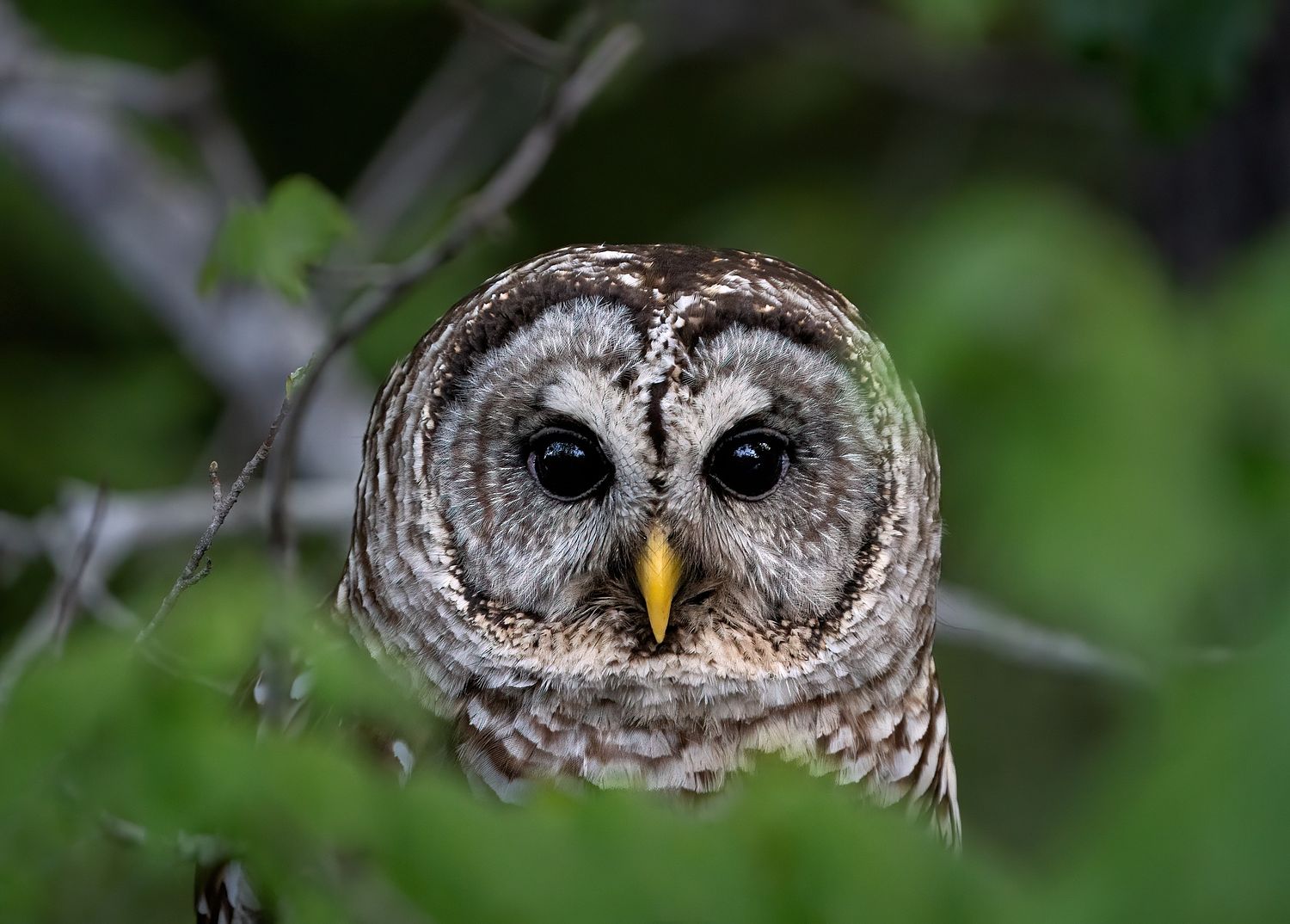 John Mauser Photography