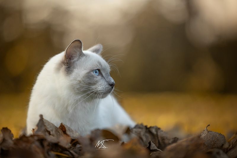 HERFSTSHOOT
