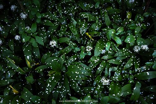 Allium ursinum - Wild garlic