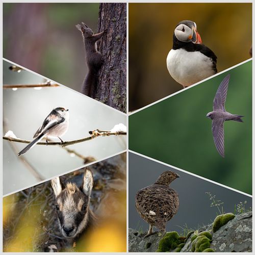 Wildtierfotografie / Natur