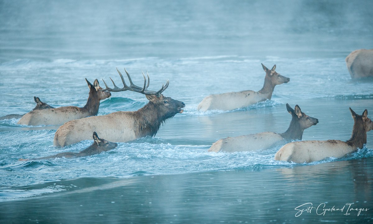 Herd Crossing