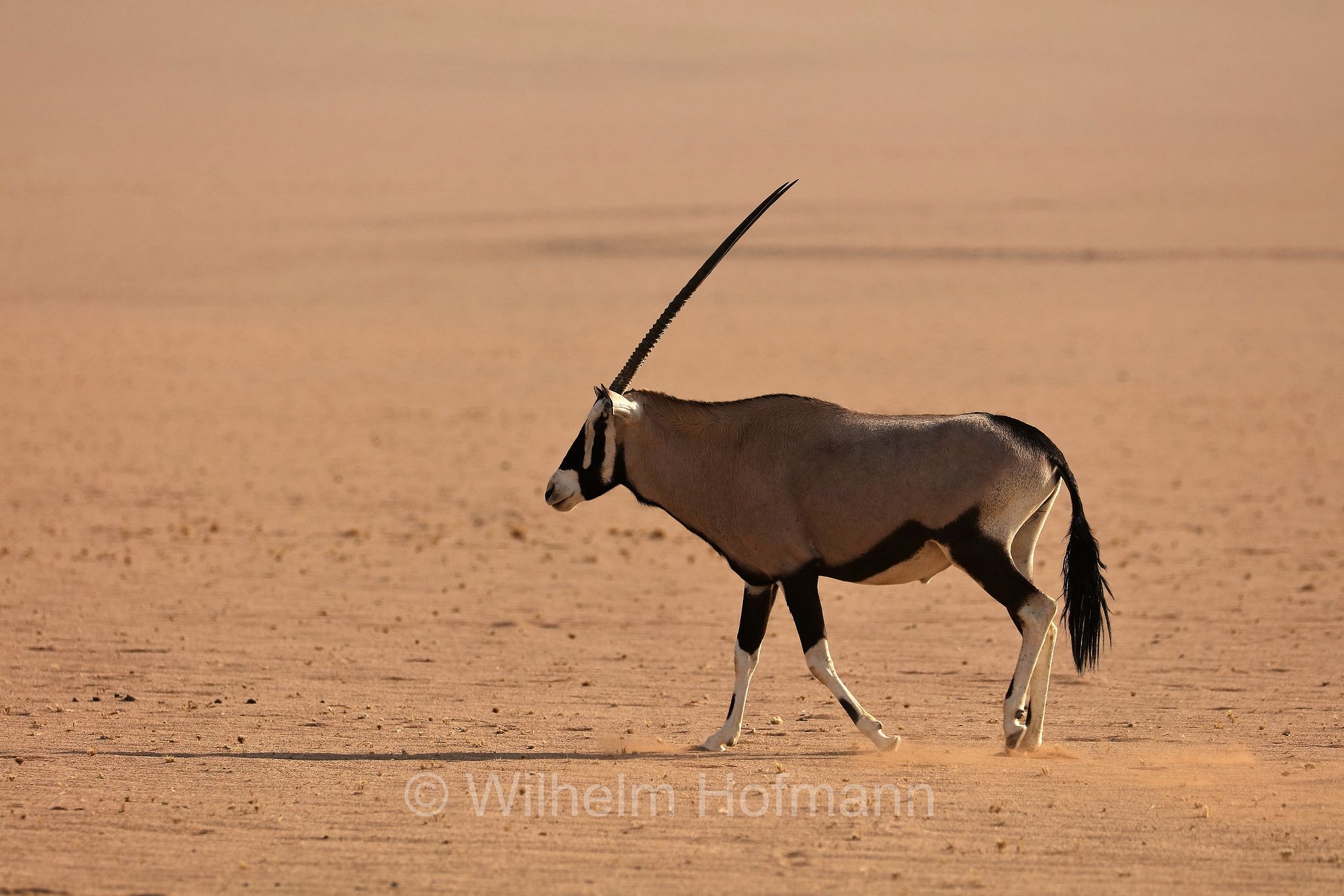Oryx gazella, Gemsbok, South African oryx, Spießbock, Südafrikanischer Spießbock, Gemsbock, Gämsbock, orice gazella, Namib, Namib Desert, Deserto del Namib, Namibia