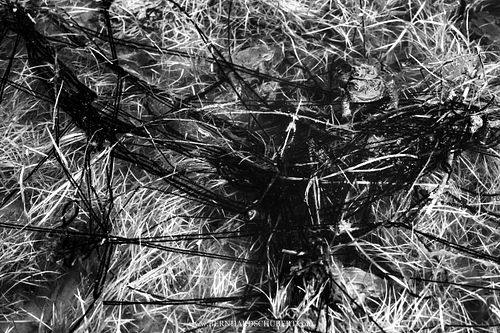 Bufo bufo - Erdkröte