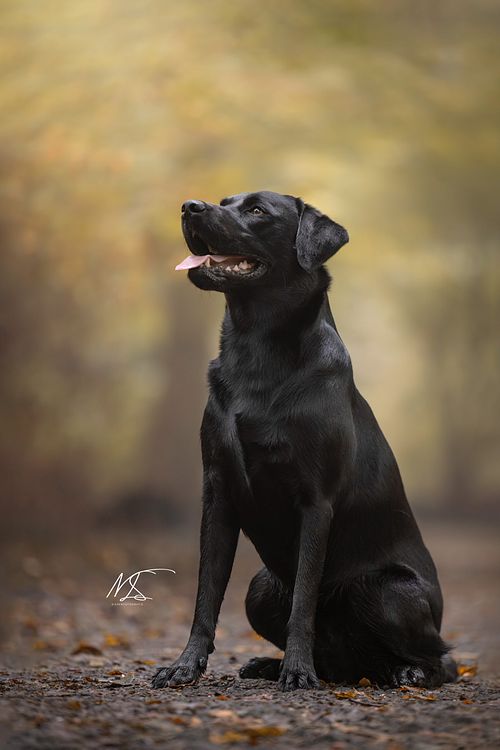 Zwarte werklijn labrador gundog poseert zijwaarts voor fotoshoot met mooie herfstkleuren op de achtergrond