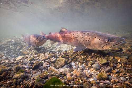 Hucho hucho - Huchen Donaulachs