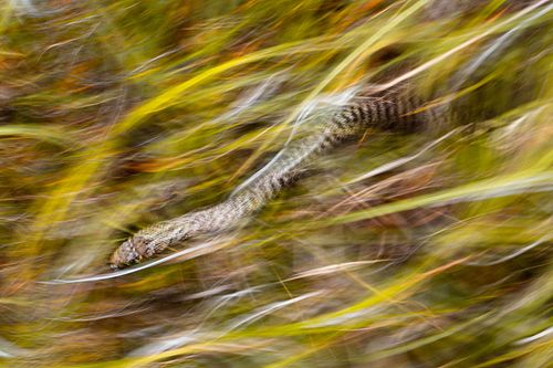 Hierophis gemonensis – Balkan-Zornnatter