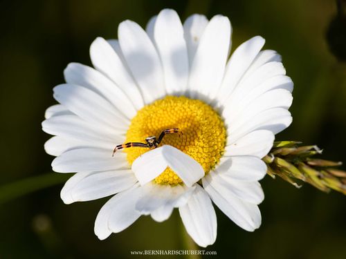 Misumena vatia - Goldenrod crab spider