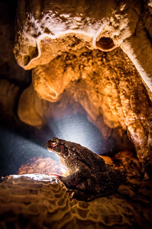 Phrynoidis asper – Asiatische Riesenkröte