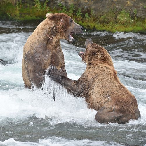 Best place for bear photography workshop & tour in the US.  Located in Katmai National Park, Brooks Camp, Brooks Falls, & Kodiak, Alaska, United States.