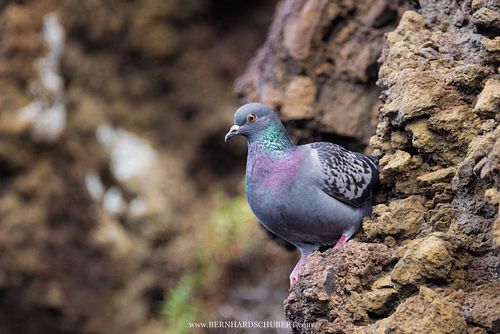 Columba livia - Felsentaube