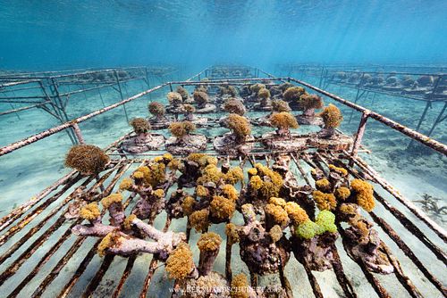 Coral farm reef restauration