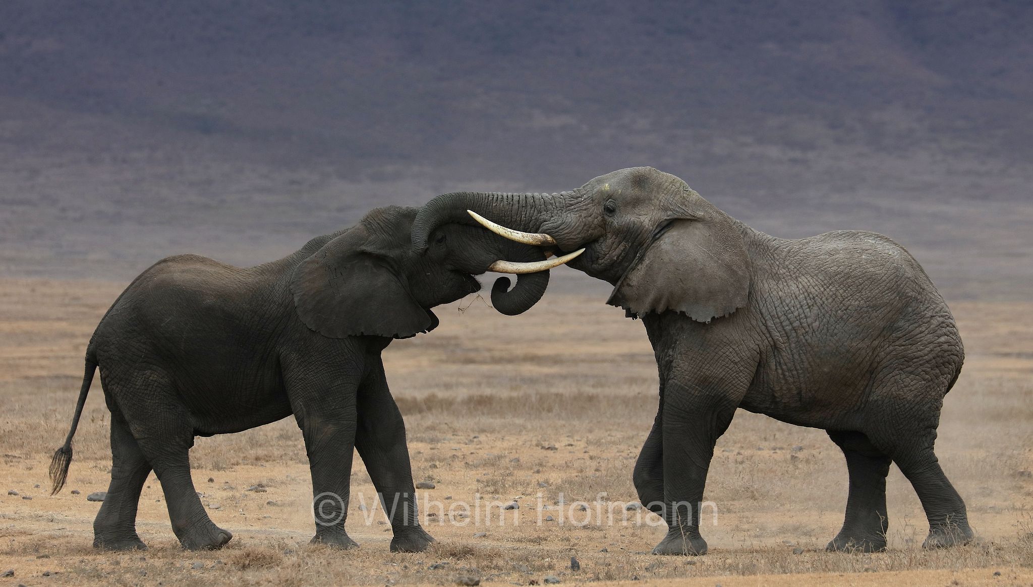 African bush elephant, African savanna elephant, Afrikanischer Elefant, Afrikanischer Buschelefant, Afrikanischer Savannenelefant, Afrikanischer Steppenelefant, elefanto africano, elefanto africano di savana, area di conservazione di Ngorongoro, Ngorongoro Conservation Area, Ngorongoro Krater, Tanzania, Tansania