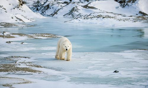 Ice patrol
