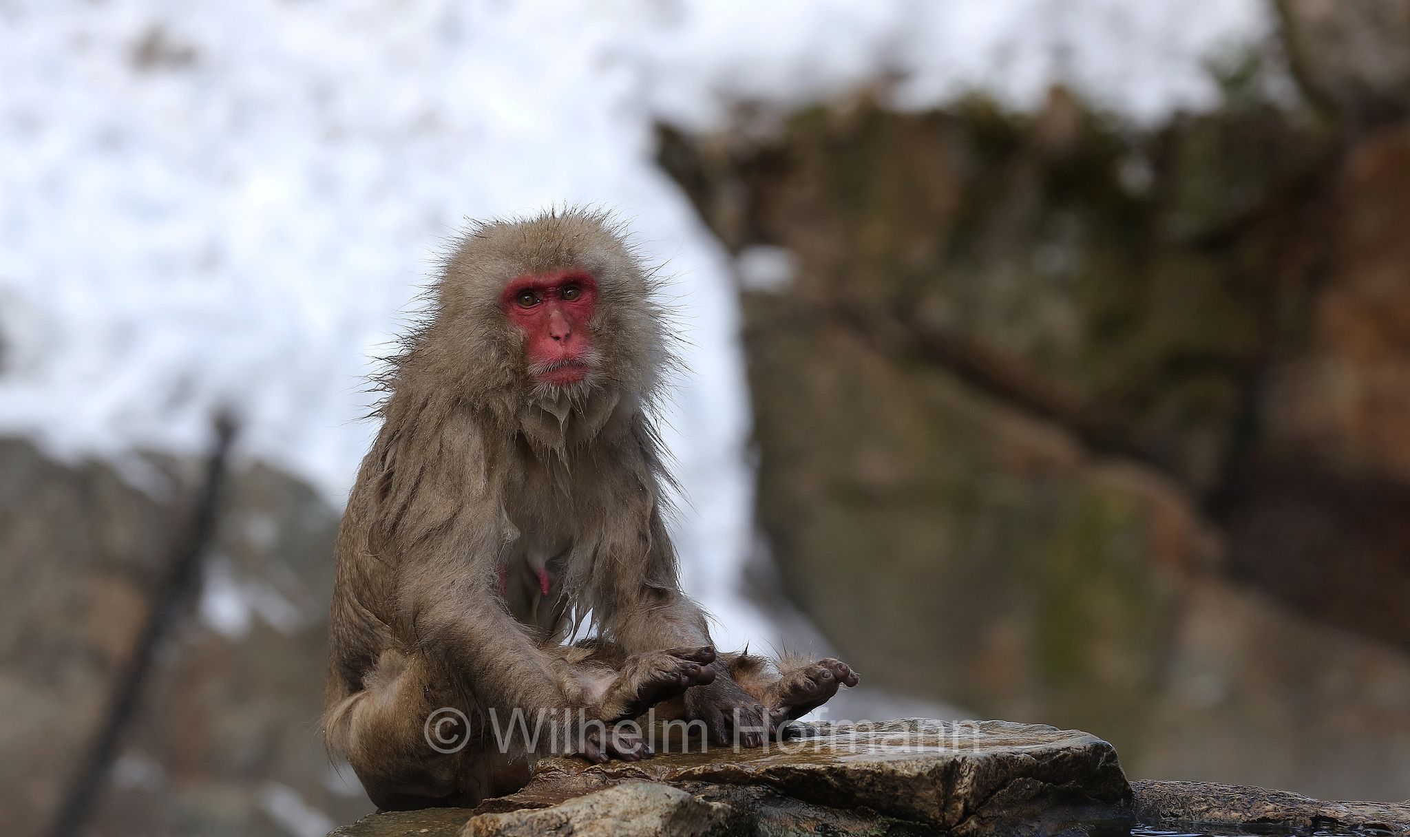 Japanese macaque, snow monkey, Nihonzaru, Japanmakak, Schneeaffe, Rotgesichtsmakake, macaco giapponese, macaco dalla faccia rossa, Macaca fuscata, Jigokudani Monkey Park, Jigokudani Yaen Kōen, Parco delle scimmie di Jigokudani, Nagano, Japan, Giappone
