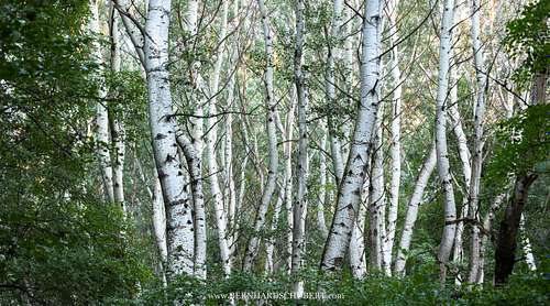 Populus alba - White poplar