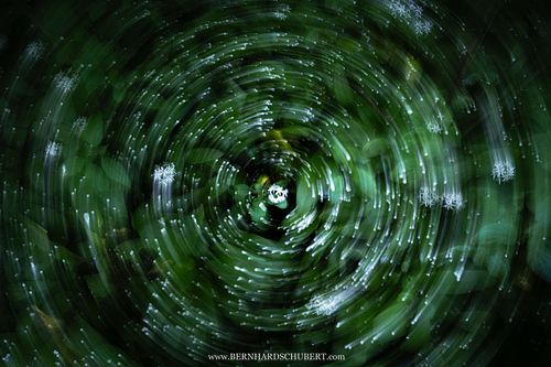 Allium ursinum - Wild garlic