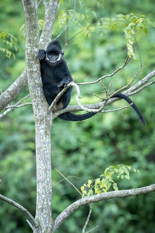 Hatinh Langur, Vietnam, Quang Binh Provence, endangered species