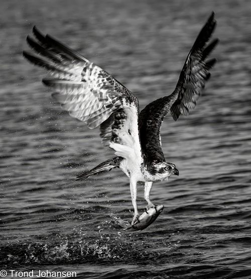 Osprey (Fiskeørn) diving into the water to catch a fish in Norway, captured by Trond Johansen