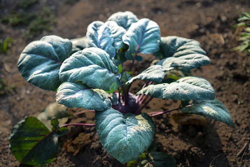 Im HEKS-Garten Burgdorf