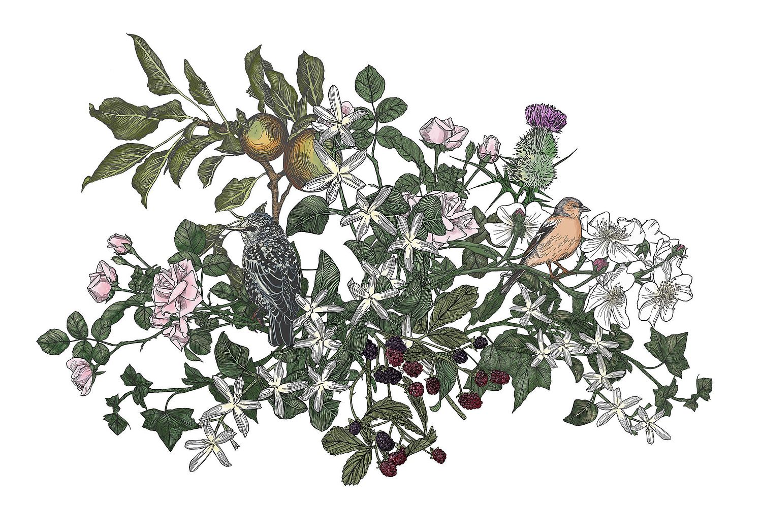 illustration of british birds sat in rose bushes and bramble branches