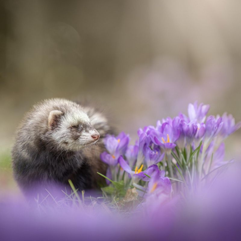 Wat niet te doen tijdens een fotoshoot met je huisdier