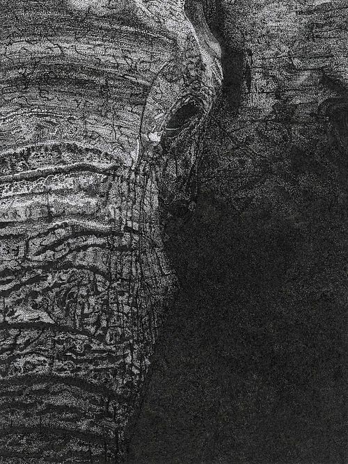 Pen and ink stippling of an elephant, by Elle Rosen.