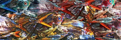 Fish Buterfish Anstract