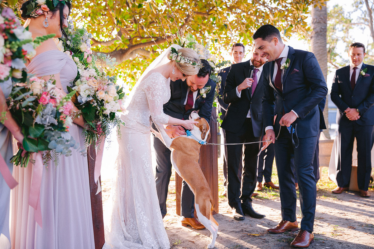 Pet dog as the ring bearer at an outdoor wedding ceremony at Dunbar House Watsons Bay.